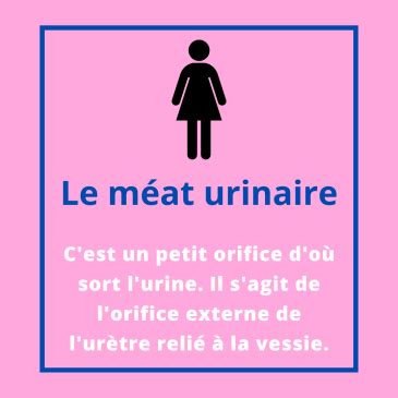 photo méat urinaire femme|Qu’est